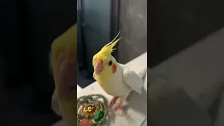 Cute Cockatiel Sings Adorable Cookie Song | Cockatiels Craze