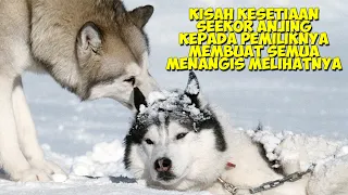 Kisah Kesetiaan Seekor Anjing Kepada Pemiliknya Membuat Semua Terharu | Alur Cerita Film