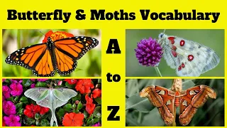 🦋 Butterflies and Moths Vocabulary A to Z 🌸🐛: Full Version for Kids | Insect Vocabulary | Butterfly