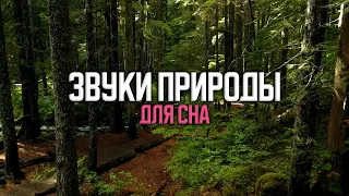 15 мин успокаивающий звуков природы для сна в зеленом лесу