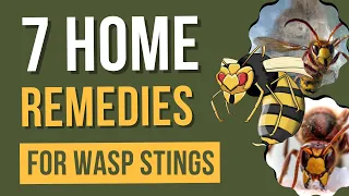 7 Home Remedies For Wasp Stings