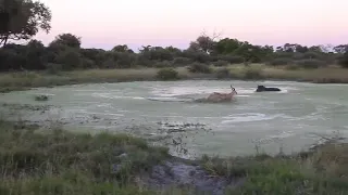 Amazing Impala stuck between an angry hippo and wild dogs