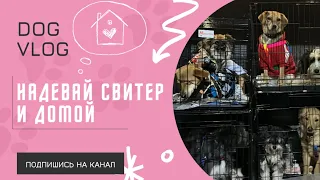 DOG VLOG: Надевай свитер и домой