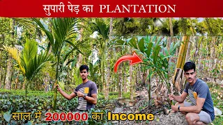 Supari / Betel Nut Plantation  || सुपारी  पेड़ कैसे लगाए  🌴