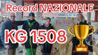 “FIERA BUE GRASSO” CARRU BUE di 1508 kg record nazionale conferito a Luigi Carlo Vallino