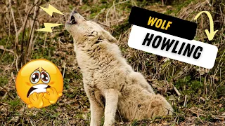 Wolf Howling Sounds | Scary Wolves Howling Sound Effects!