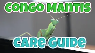 MEET OUR CONGO GREEN MANTIS | Care Guide