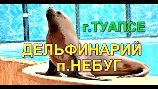 🌴🌴Дельфинарий🐬 п Небуг 1🌊