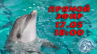 Дельфин афалина с королевским характером в Санкт-петербургском Дельфинарии