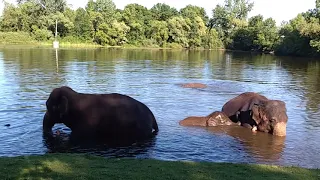 купание слонов