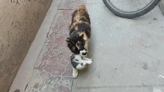 Protective Mother Cat Carrying Her Kittens In Mouth And Taking Them Back To Her Home