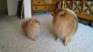 Pomeranian "twins" barking contest