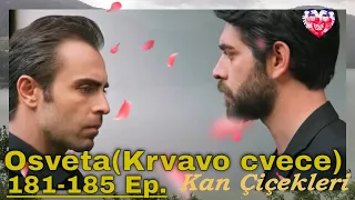 Kan Çiçekleri Episode 181-185 content with translation (Season 2)