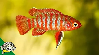 Exciting 10 Gallon Fish Tank Ideas.