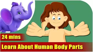 Let's Learn About Human Body Parts - Preschool Learning