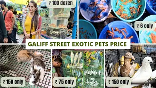 Galiff Street Pet Market Kolkata | Part 2 |Vlog-36 | Exotic Bird, Rabbit, Fish, hamster Price Update