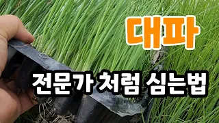 대파 지금 심어서 1년동안 대파 맘것 먹을 수 있다 #대파심는법