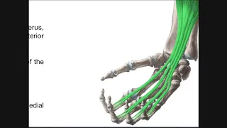 Anterior Forearm Muscles | Deep Layer + Review of Superficial Layer