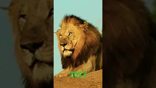 2023 Lion vs 5000 bce Lion 🦁//Mythical//old to new//Transformation//#adventure #viral #reals