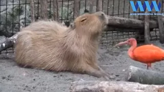 CAPYBARA being FRIENDS with other ANIMALS 😍😍