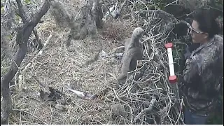 Eaglet Rescued After Falling Off Nest! Is Okay! 🐥 Bald Canyon Bald Eagle Nest Cam 5.2.24