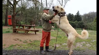 Anatolian shepherd | Turkish Kangal dogs.