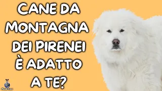 Cane Da Montagna Dei Pirenei: Cosa Sapere