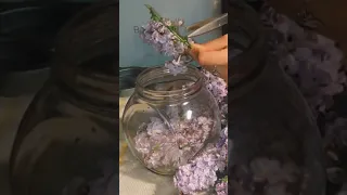 Make A Lilac Tincture