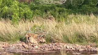 Tigress Shakti on a live kill