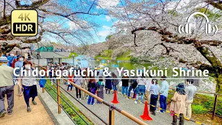 Tokyo Cherry Blossoms in Full Bloom 2023 Walking Tour - Tokyo Japan [4K/HDR/Binaural]