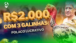 12 anos de Experiência: Revelando os SEGREDOS da criação de galinhas GIGANTES em Caratinga