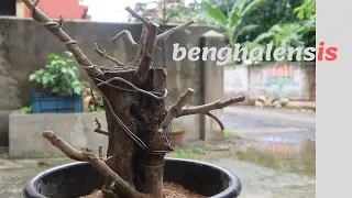 First Banyan Tree Bonsai from cuttings  | banyan plant from cuttings | Ficus benghalensis cuttings