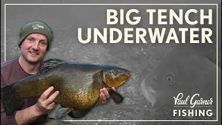 Tench Fishing: Underwater Secrets