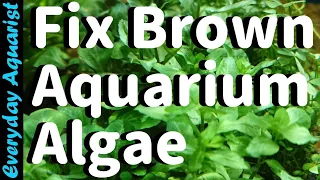 Why New Aquariums Go BROWN | Fixing Brown Diatom ALGAE
