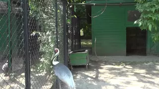 White-naped crane✅Grus vipio🦢Журавль Даурский