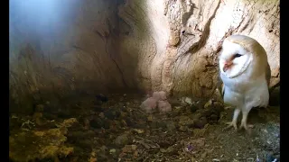 Baby Barn Owls in the Nest | Discover Wildlife | Robert E Fuller