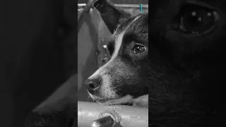 First Dog in Space😰🛑(Sad Story of Laika)  #shorts #viral #youtubeshorts