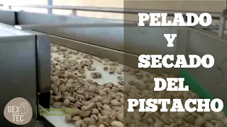 Pelado y Secado del PISTACHO | 2° parte / El procesado del Pistacho 🌳