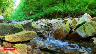 Calm spring Water 🌊in the sunny Forest🌲, singing birds, forest sounds,focus,  #sleep, #relax, #asmr