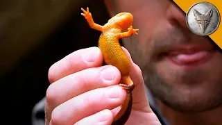 Extremely Poisonous Newt!