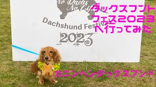 【ダックスフントフェス2023に行ってみた】カニンヘンダックスフンドのソラたん🐶