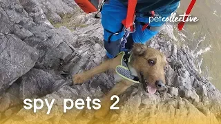 Adventurous Pets | The Pet Collective