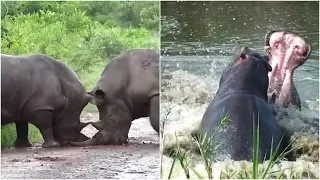 10 Incredible Wild Animal Fights Caught On Camera