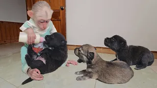 Monkey Su distracts Kuku secretly steals milk to feed puppies