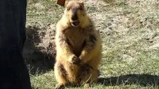 Ladakhi Marmot eating biscuits