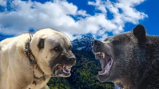 Kangal vs bear fight for territory