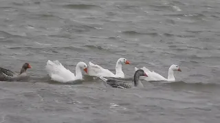 Domestic white geese flying