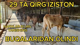 QIRG'IZISTON BUQALARNI NARXLARI #ZO'RLARI KELDI #KO'RING