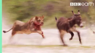 Young Lions Mercilessly Attack Donkey Herd | Natural World: Desert Lions | BBC Earth