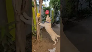Cute dog playing balloon 🎈🎈लकडी की काठी 🐴🐎🏇🎠